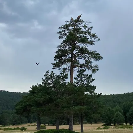 Lägenhet Berro *